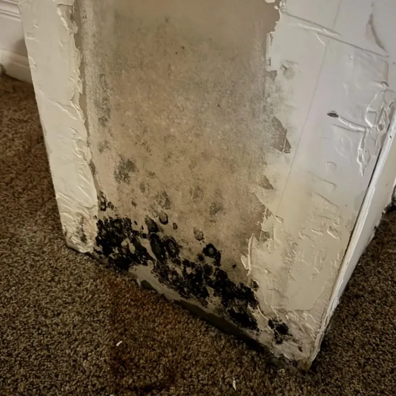 Professional Mold Removal in Robertson County, KY